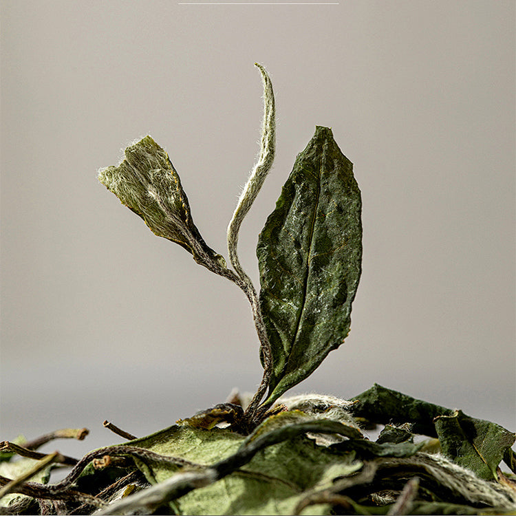 White Tea Essential Oil